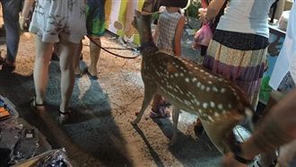 她逛夜市驚見斑比！在地人：見怪不怪