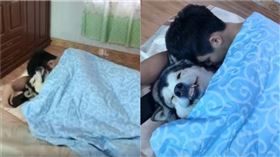 阿拉斯加雪橇犬。（圖／翻攝自抖音APP用戶「梁彬家的汪星人」）