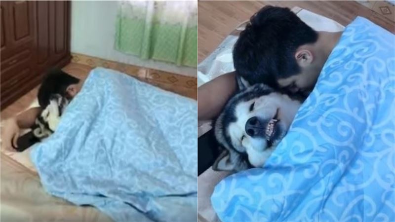 雪橇犬搶她床位　正宮掀開棉被超無奈