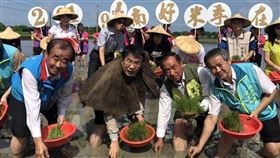 台南市,六甲區,彩繪稻田插秧活動,黃偉哲,下田插秧(圖/台南市農業局提供)中央社