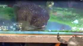 網友用螃蟹餵食河豚經過。（圖／翻攝自爆廢公社）