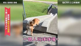 柴柴玩耍自丟自撿超邊緣！　網友：感覺孤單...