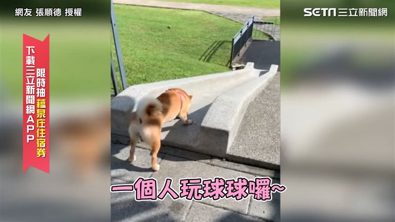 柴柴玩耍超邊緣！　網友：感覺孤單