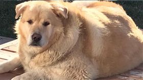 成功減重的黃金獵犬Kai。
（圖／翻攝自This is Kai臉書）