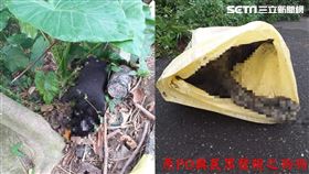 殺12犬…嘉義毒狗兇手找到了！農民自首泣：我的筍被咬壞（嘉義市動物守護協會理事長吳育才授權提供）