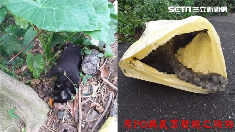 狠殺12犬…嘉義毒狗兇手自首投案了