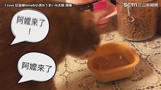 機靈貓愛用手抓　聽到「阿嬤」秒切換
