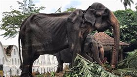 沒人看到她淚水…70歲母象被逼遊行　掀開華服「皮包骨」
圖翻攝自Save Elephant Foundation臉書