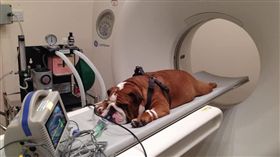 狗,健康檢查,斷層掃描。（圖／翻攝自Medicine Meets Technology臉書）