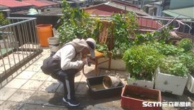 疾管署防疫人員於新北市本土登革熱個案居住地周邊執行孳生源查核（圖／疾管署提供）