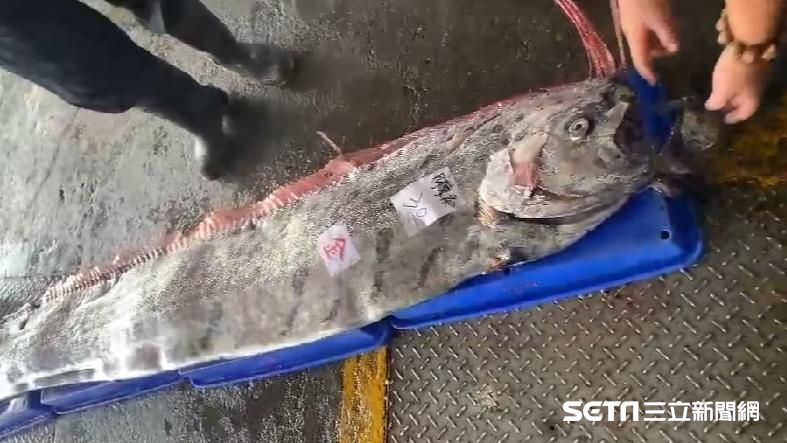 大地震前兆？漁民捕獲4公尺地震魚