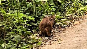 阿里山四不像。（圖／翻攝自許銘月臉書）