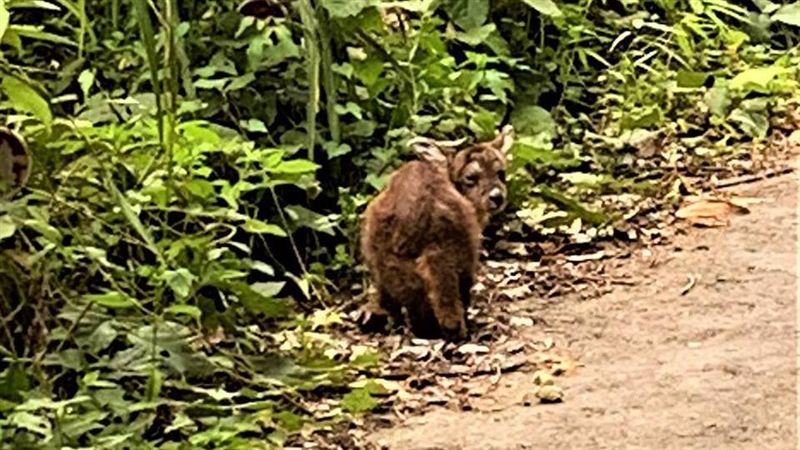 阿里山驚見新物種？頭像牛狗身體像羊