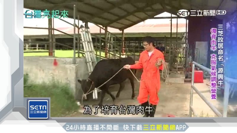 台灣牛拚進新南向！一圓李登輝肉牛夢