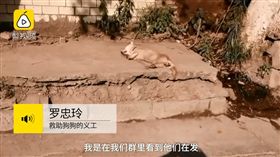 重慶柴犬遭砍斷四腳掌，棄屍路邊承受40度高溫曝曬變乾屍（圖／梨視頻）