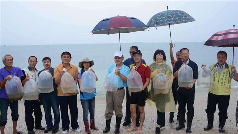 復育海洋　澎湖縣宣將放流數萬尾！