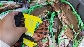 蟳蟹類,繁殖期,違規,捕撈,遭罰(圖/新北市政府漁業及漁港事業管理處提供)中央社