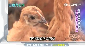 土雞諾亞方舟！中興教授護雞種30年