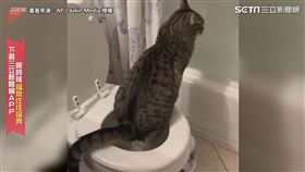 本喵要擦屁股！　喵星人坐馬桶　網友大讚：太像人