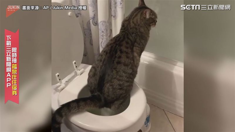 喵皇坐馬桶擦屁股！　網大讚：太像人