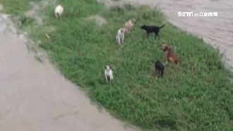動物版「八掌溪」！7狗困沙洲被沖走
