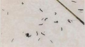 網友發文，浴室蟲子數量非常多。（圖／翻攝自爆怨公社）