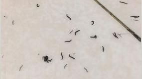浴室竄出大量黑蟲！他崩潰：越殺越多