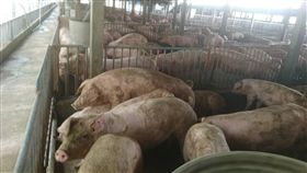 養豬業者全力防堵非洲豬瘟高雄市現有520個養豬場，共約30萬頭豬隻，養豬業者全力防堵非洲豬瘟，高雄市養豬協會也提醒養豬場管制閒雜人進入，並把關貨物運送，謹慎防疫。中央社記者陳朝福攝　108年1月4日