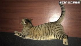 寵物,貓,狗,安靜,遛,PTT　圖／記者廖福生攝影