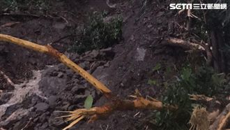 阿里山森林鐵路邊坡崩　今起停駛4天