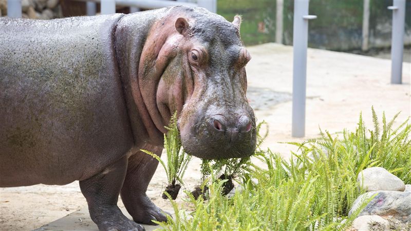新竹動物園休園2年　預計年底開放