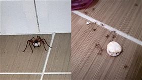 喇牙家中孵卵破蛋　新生蜘蛛滿地爬！網：恭喜當阿公阿嬤（圖／翻攝自臉書爆廢公社）