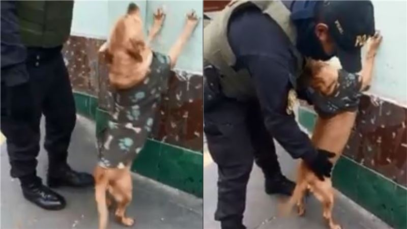 浪浪愛角色扮演　一秒入戲警察全笑翻