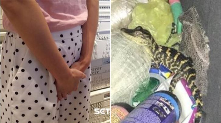 女乘客褲內藏鱷魚！警攔查…驚呆了