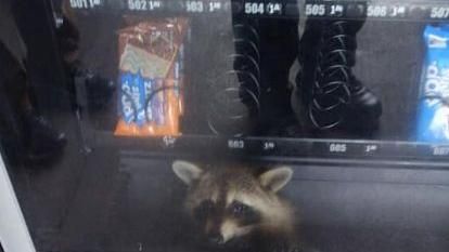 美販賣機遭牠入侵　可愛現行犯照曝光