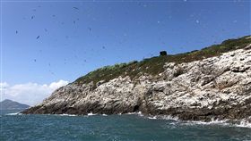 馬祖,燕鷗,生態,颱風,覓食