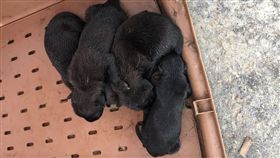 彰化,和美,捕狗,流浪犬,流浪狗,動物防疫所（圖／翻攝自臉書／彰化縣議員賴清美）
