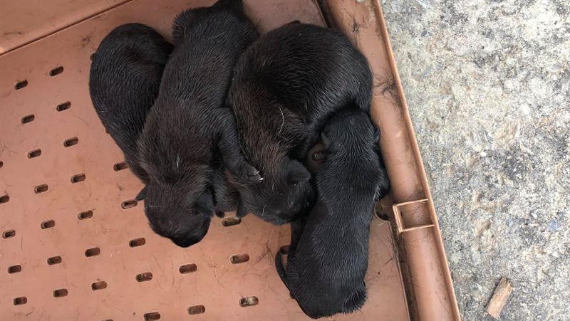 捕狗隊抓走浪浪媽　可憐幼犬挨餓死亡