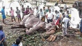 畫面曝光！皮包骨70歲母象垂死　眾人圍觀卻無人能助（圖／翻攝自Save Elephant Foundation臉書）