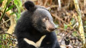 南安小熊,失蹤,保育員,擔心,花蓮