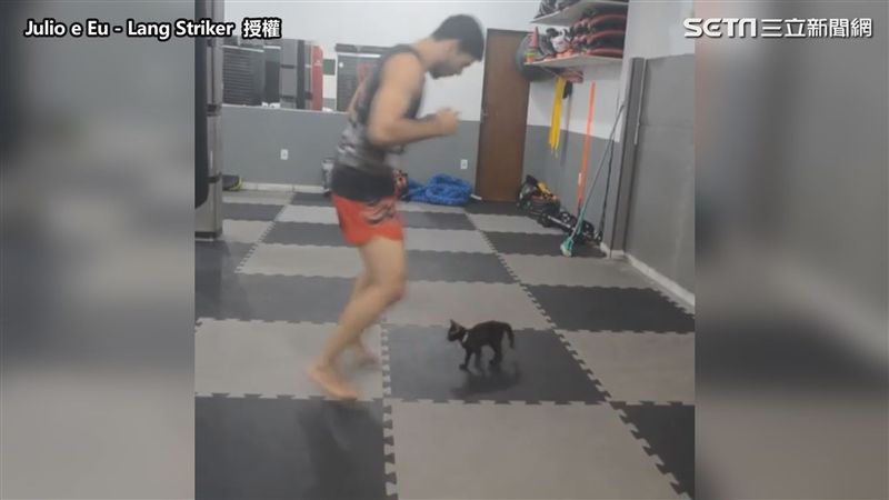 小黑貓一發威　鏟屎官秒落跑