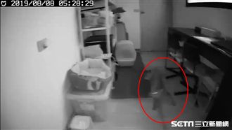 地震！喵主子狂奔　鐵架差點就...