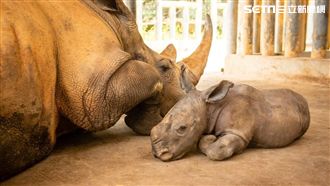 誕下白犀牛寶寶　六福村推入園優惠