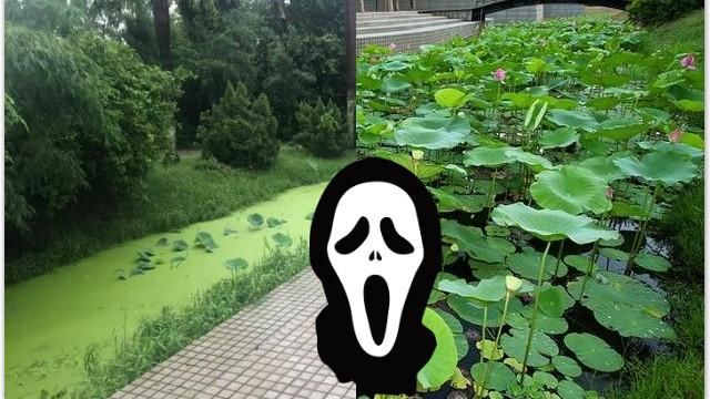 荷花池變「抹茶」！網譏韓：市政停擺