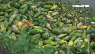 高雄農損木瓜最慘　李佳芬困住說挨批