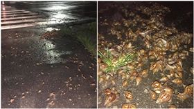 下雨路邊見「蝸牛開轟趴」！一隻疊一隻…黏液滿滿　網驚：賺死了(圖/翻攝自爆廢公社)