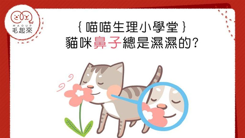 貓咪的鼻子  為什麼總是濕濕的？