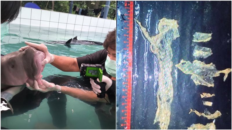 「小美人魚」慘死解剖　胃部全塑膠嚇
