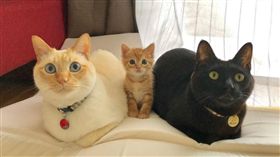 小貓新生報到第一天…主人好怕被大貓欺負 卻見到暖爆這一幕（圖／翻攝自@kikechi776 Twitter）