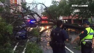 豪雨釀禍！大樹倒路中　路邊車衰遭砸